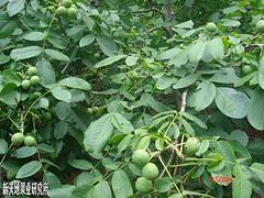 8518核桃苗厂家 大量供应优惠的8518核桃苗图片|8518核桃苗厂家 大量供应优惠的8518核桃苗产品图片由山东省海阳新天地果业研究所公司生产提供-